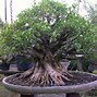 Bonsai Kimeng Juara Kontes